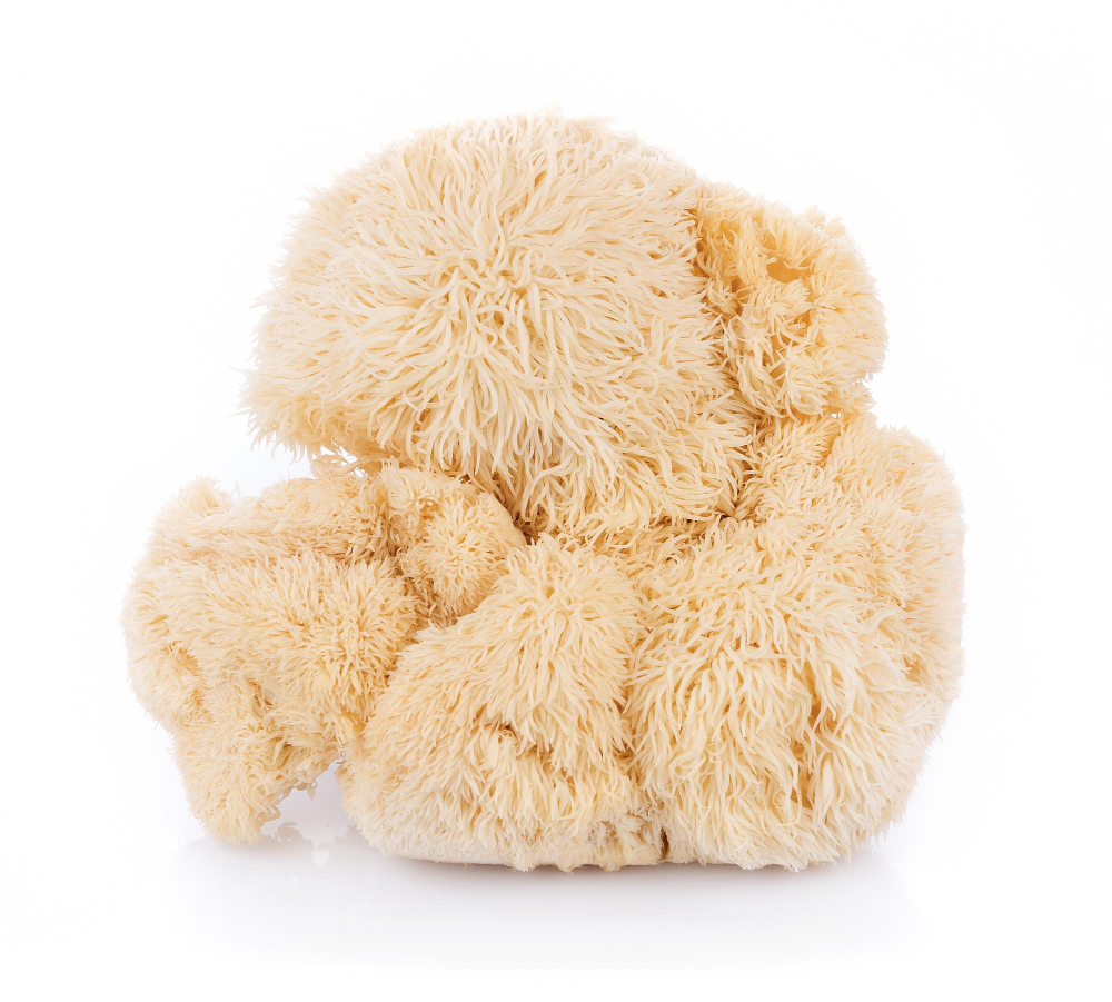 Melena de León fresca