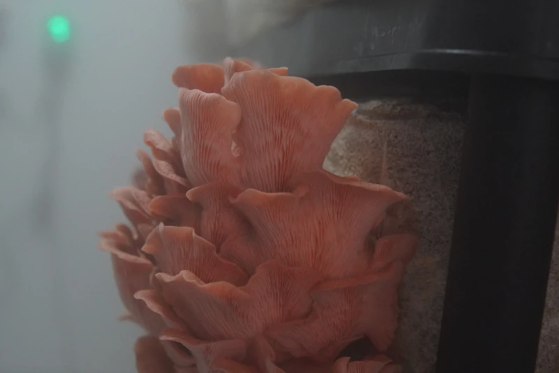 Orellana Rosada fresca